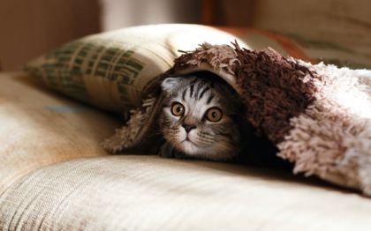 Sabato 17 febbraio 2024 è la festa del gatto: le frasi più belle per celebrare i mici