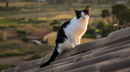 Cerca di recuperare il gatto sul tetto, precipita e muore sul colpo a 40 anni
