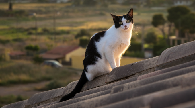 Cerca di recuperare il gatto sul tetto, precipita e muore sul colpo a 40 anni