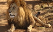 Vuole scattare un selfie con il leone e entra nel recinto: 38enne sbranato allo zoo