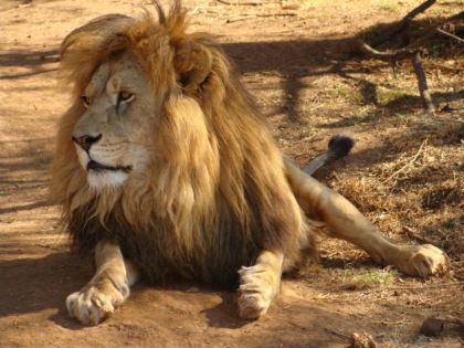 Vuole scattare un selfie con il leone e entra nel recinto: 38enne sbranato allo zoo