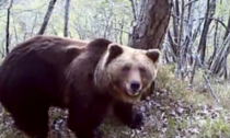 Abbattuto l'orso M90. Ira degli animalisti (e non solo) contro Fugatti