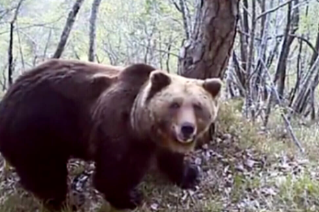 Abbattuto l’orso M90. Ira degli animalisti (e non solo) contro Fugatti
