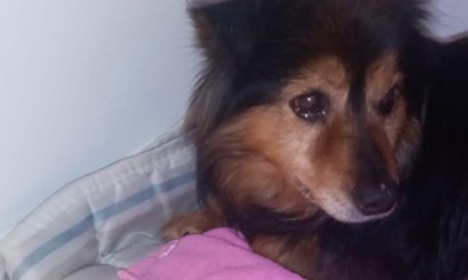 Ritrova il cane che aveva perso 13 anni fa