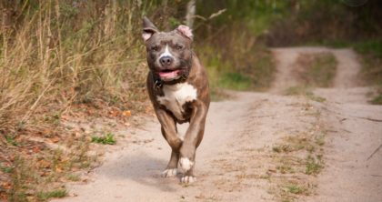 E’ successo di nuovo: il pitbull di famiglia si avventa sulla bimba di 4 anni, è grave