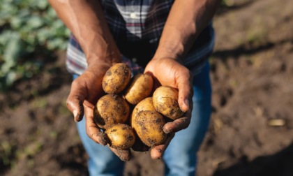 Consumo di patate, dalla sostenibilità al rapporto qualità-prezzo