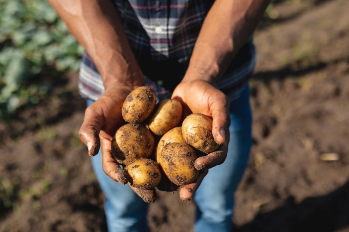 Consumo di patate, dalla sostenibilità al rapporto qualità-prezzo