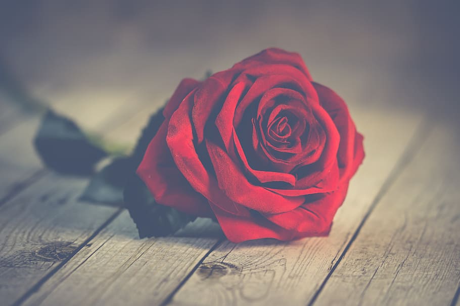 valentine-s-day-single-red-rose-flower-lover
