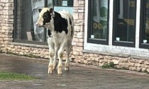 Shopping "bestiale": al centro commerciale c'è... un vitello