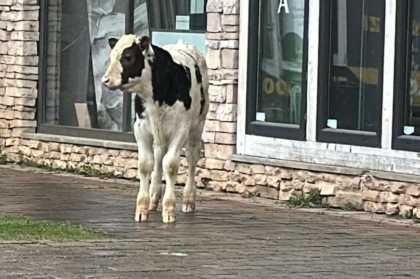 Shopping “bestiale”: al centro commerciale c’è… un vitello