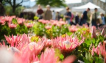Merano Flower Festival 2024: un tripudio di fiori e piante