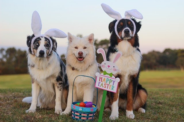 Buona Pasqua 2024: frasi d’auguri e immagini gratis da inviare via WhatsApp