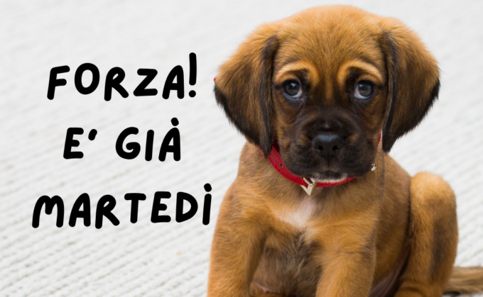Buongiorno buon martedì 12 marzo 2024: frasi e immagini gratis da inviare via WhatsApp
