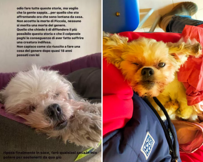 Chi è l’uomo che ha lanciato la cagnolina dal finestrino dell’auto