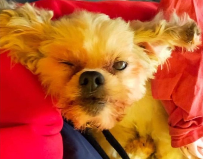 Cagnolina lanciata da un’auto in corsa: era diventata vecchia e cieca