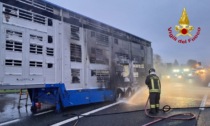 Camion prende fuoco in autostrada, quaranta vitelli morti carbonizzati