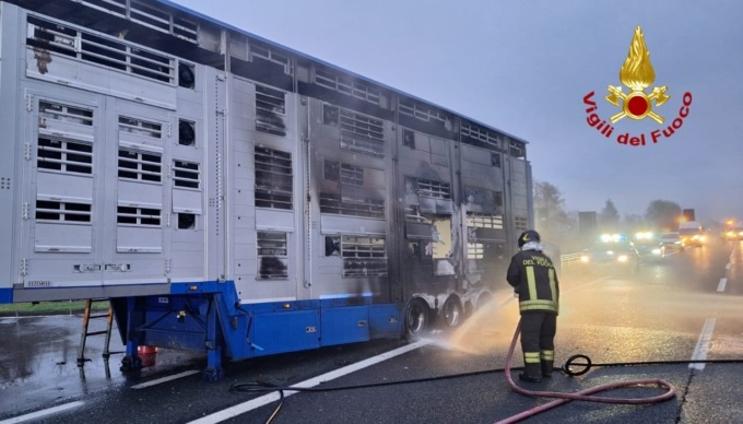 Camion prende fuoco in autostrada, quaranta vitelli morti carbonizzati