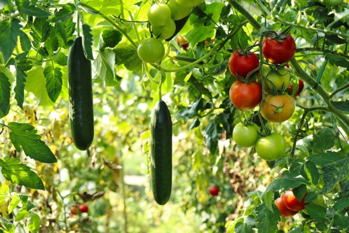 Orti e giardini, il 61% degli italiani al lavoro nel verde di casa
