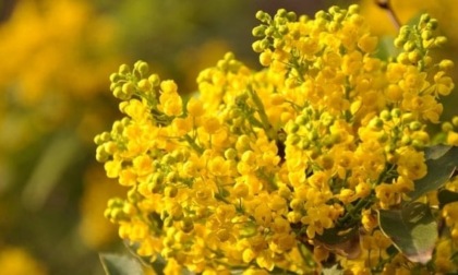 Festa della donna 8 marzo: frasi di auguri e immagini gratis da inviare via WhatsApp