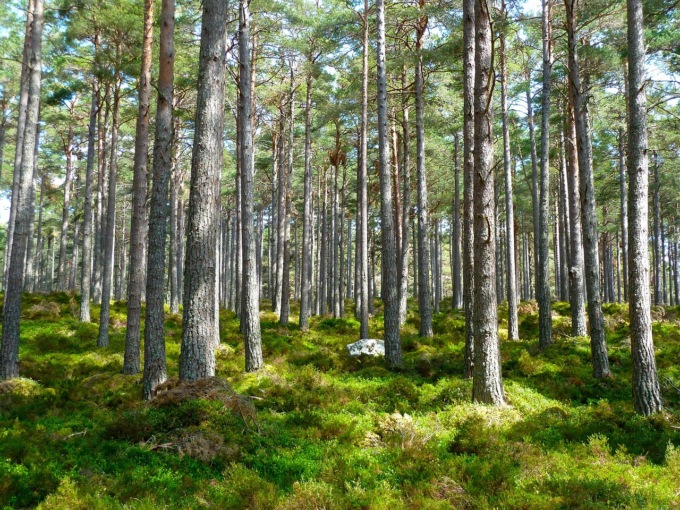 Giornata delle Foreste, in Italia la loro superficie è in aumento