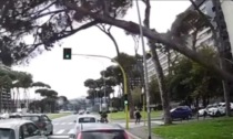 Roma, albero crolla addosso alle auto al semaforo: il video