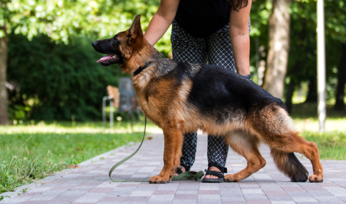 Come predisporre gli spazi esterni per ospitare un cane un casa