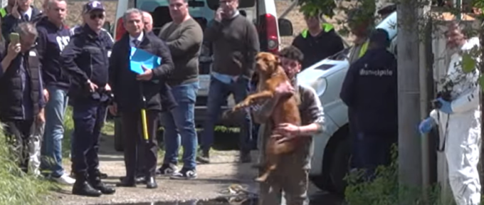 Neonato sbranato a Eboli, cosa succederà ai due pitbull (che avevano già ucciso loro padre)