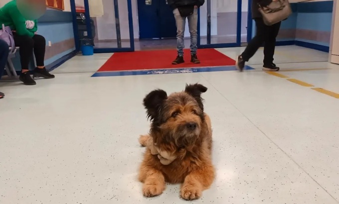 Il padrone è in Pronto soccorso, il suo cane Francesco lo aspetta davanti alla porta per ore
