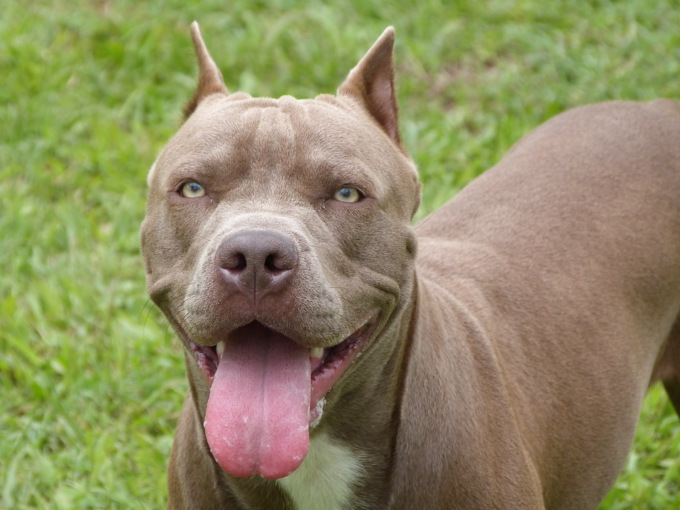 Aggredita dal pitbull di famiglia in casa, bambina di 2 anni grave