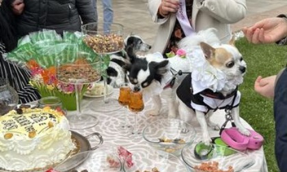 Invece che "sì" hanno detto "bau". Il primo matrimonio tra cani in Italia: video