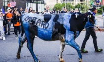 Mucca dipinta di neroazzurro alla festa scudetto dell'Inter, rabbia animalista: il video