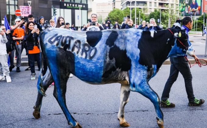 Mucca dipinta di neroazzurro alla festa scudetto dell’Inter, rabbia animalista: il video