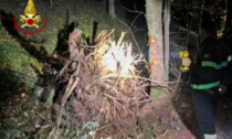 Colpito da un albero, muore boscaiolo di 22 anni