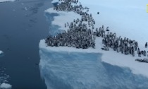 Lo spettacolare tuffo dei 700 piccoli pinguini da un iceberg alto 15 metri