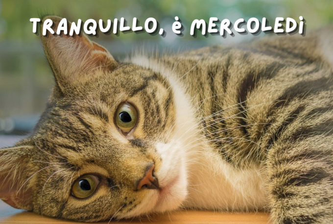 Buongiorno buon mercoledì 22 maggio 2024: frasi e immagini gratis da inviare via WhatsApp