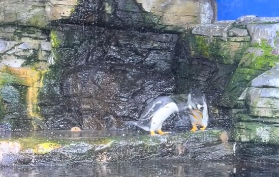 Il video del pinguino innamorato che porta un regalino alla compagna diventa virale