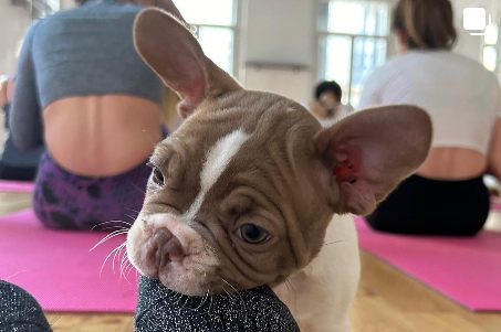Vi piaceva il puppy yoga? Dimenticatevelo: si può fare, ma senza cuccioli