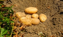 Come si coltivano le patate in casa? I consigli degli esperti