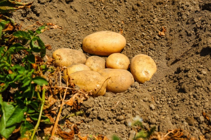 Come si coltivano le patate in casa? I consigli degli esperti
