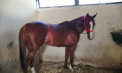 Accompagna nella stalla il cavallo, che lo schiaccia contro il cancello: morto 57enne