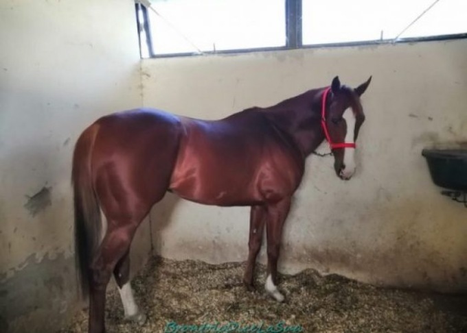 Accompagna nella stalla il cavallo, che lo schiaccia contro il cancello: morto 57enne