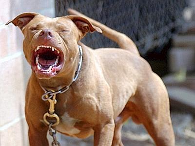 Bambino di 5 mesi morto azzannato dl pitbull dei genitori