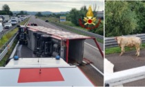 Camion di bestiame si ribalta sulla A4, mucche in fuga sull'Autostrada: foto e video