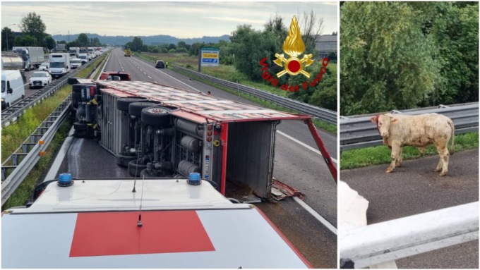 Camion di bestiame si ribalta sulla A4, mucche in fuga sull’Autostrada: foto e video
