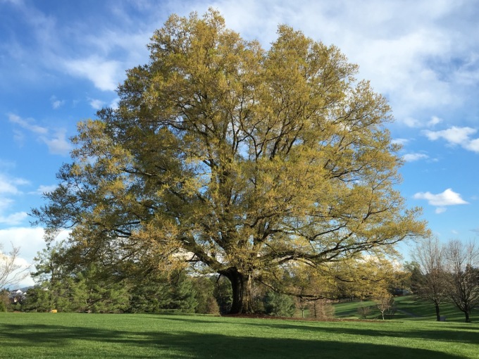 Piccoli comuni e alberi monumentali d’Italia: il rapporto 2024