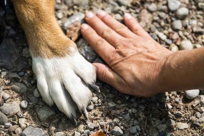 Italiani e pet: in quasi una casa su quattro troviamo un animale da compagnia