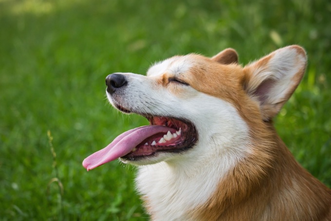 Cani e gatti, attenzione al caldo estivo