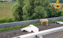 Camion di bovini si ribalta in A4, toro in fuga recuperato dopo due settimane
