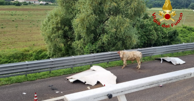 Camion di bovini si ribalta in A4, toro in fuga recuperato dopo due settimane