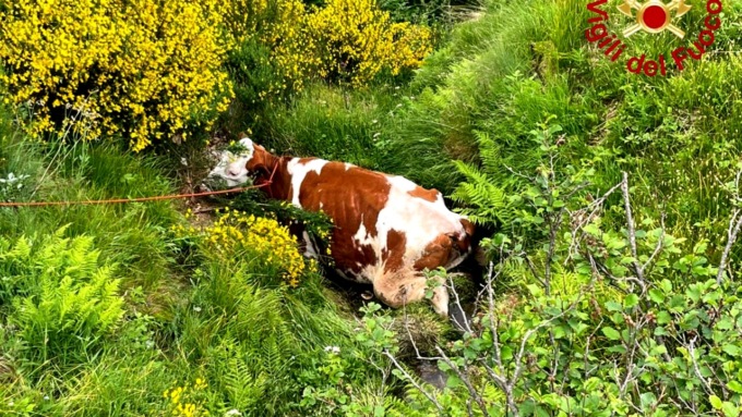 Cercano un disperso, trovano… una mucca